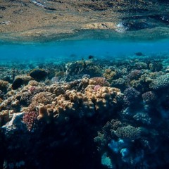 アリアデアリアエルビッシュ background pattern DOWNLOAD