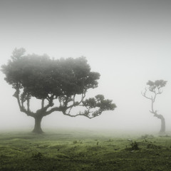 The Tree Is Still Growing