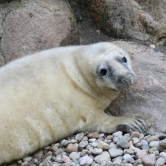 Szczenię foki szarej/ grey seal pup #1 © Mikołaj Koss