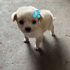 蜜月アン・ドゥ・トロワ (Honeymoon Un Deux Trois) ver. Lucien Lunaris & Cassian Floros