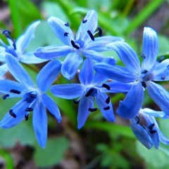 Scilla