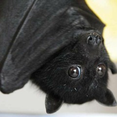 Vessel Quest Opener (Composer Mix)