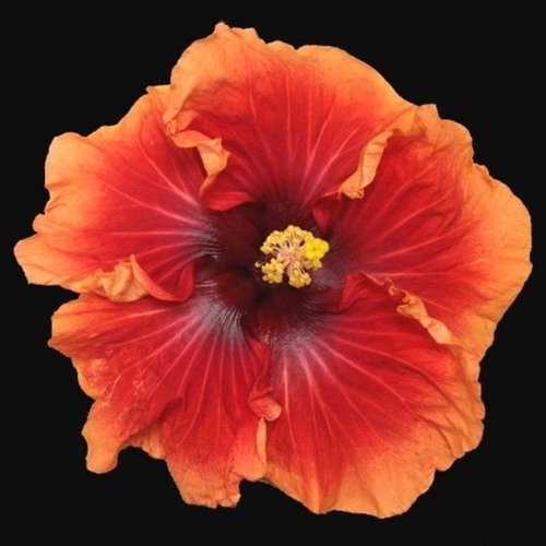 Lloop & Morpheus - Hibiscus (1996)