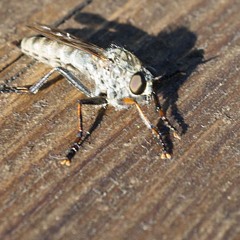 Kyber - Dirtmuncher (TPC 366) -> for more beats check my youtube