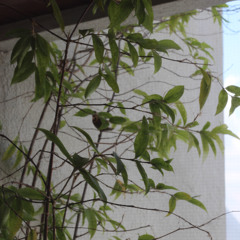Pichar