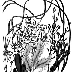 Misidentification of Uncommon Seaweed