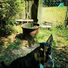 And The Marigolds Blossom