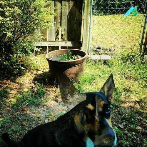 And The Marigolds Blossom