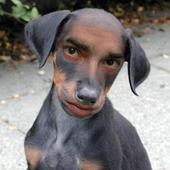 Stray Dog