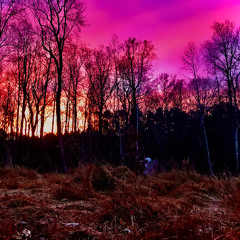 These Woods - Morgan's End