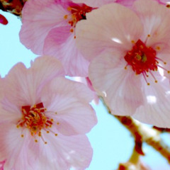 AWAKENING 26 PLUS3 WL MX