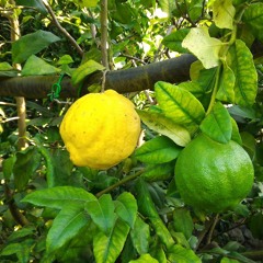 Lemon tree