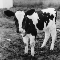 classic - Tori Templet edit audio