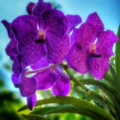 ADIDIL - Hailey Eriich