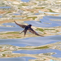 Parafrase aflevering 10: Geen woord