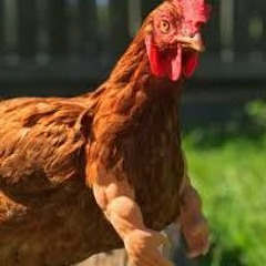 Alpine Kind 2024 - Saturday Bass Set