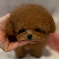 Healthy Micro Teacup Poodle Puppies for Sale California | TIARA PETS