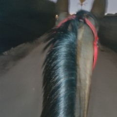 حسين-جان-شاه-داماد-128Kbps-44KHz.m4a