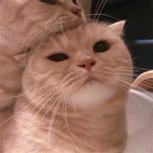 matching cat pfp with mask｜TikTok Search