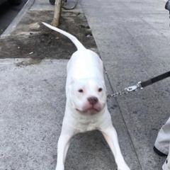 GOTH - BITCHHH! Ft. LEON (PROD. FRDM)