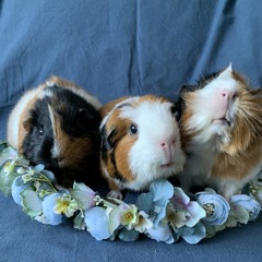 117 P9 Getting together for tea and ME