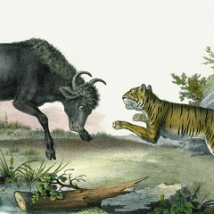 初生之犢不畏虎 / newborn calf aint afraid of tiger