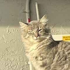 Lost & Found 21-02-2025 10-53_216.wav