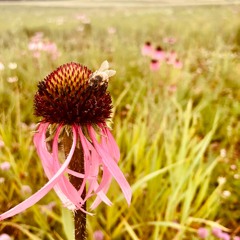 It's Too Late (Carol King cover)