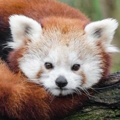 Myanmar(Burma) X  Laos X Thailand