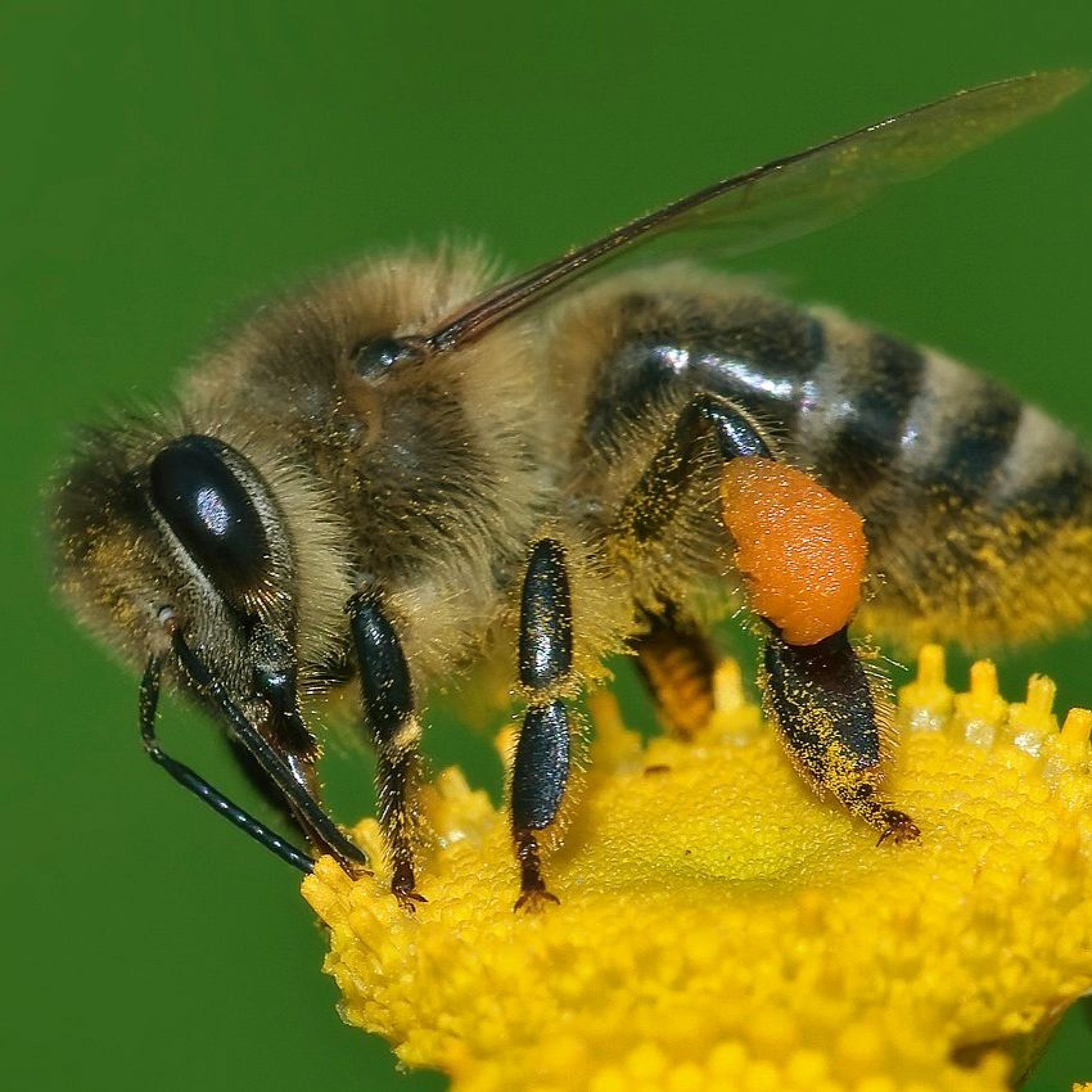 The Human Toll of Pollinator Loss, White House Puts Nature on the Balance Sheet and more episode artwork
