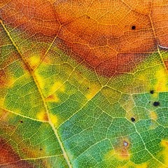 Suzushii (涼しい / すずしい)(Prod. Reek HellaSmoke)