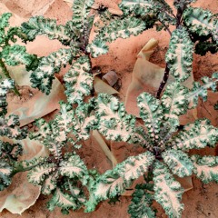 New Practices, New Narrative. Part 3: Food from Sand by Mohamed Sleiman Labat