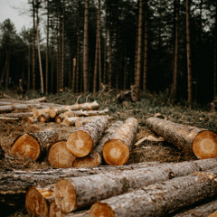 ¿La industria inmobiliaria es dañina para el medio ambiente?- Voces Verdes Sustentables #4. K