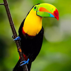 Da Deep Funk - Costa Rica Edition