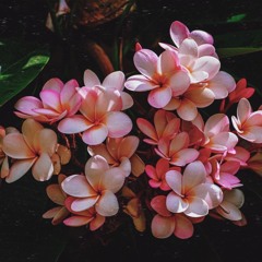 ✨Kénun Namanam✨