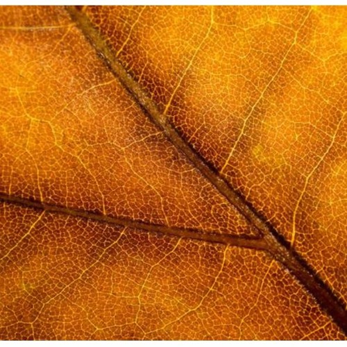 Elpierro - Autumn Leaves (Original)