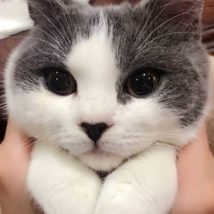 Я котик ты котик-zhanulka