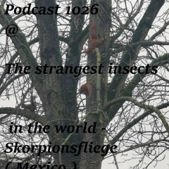 Podcast 1026 @ The Strangest Insects In The World - Skorpionsfliege ( Mexico ) 17 03 2023