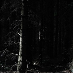 Dunkler Wald