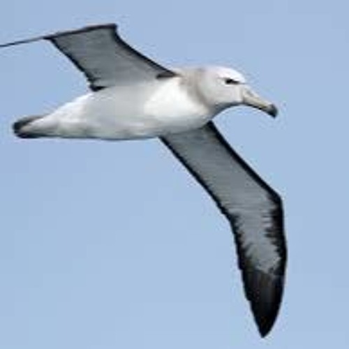 Albatross (achieves Escape Velocity) - Peter Green Tribute by a. b. dicchus
