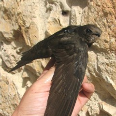 Âm dẫn Tarik Pamungkas 10 triệu - Tải miễn phí tại Pymid