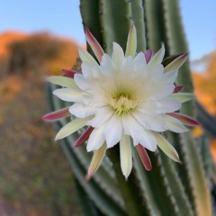 Gathering The Flowers