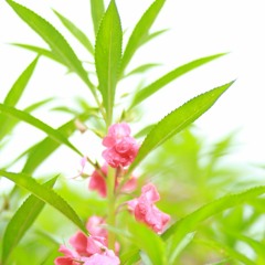 Nếu Như Anh Đến  Văn Mai Hương_Tạ Hiền