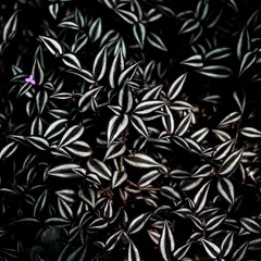 Premiere : CLA Series 003 - Untouchable [BANDCAMP]