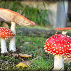 An Ode to Melodic Sonnets (170bpm) 3.wav