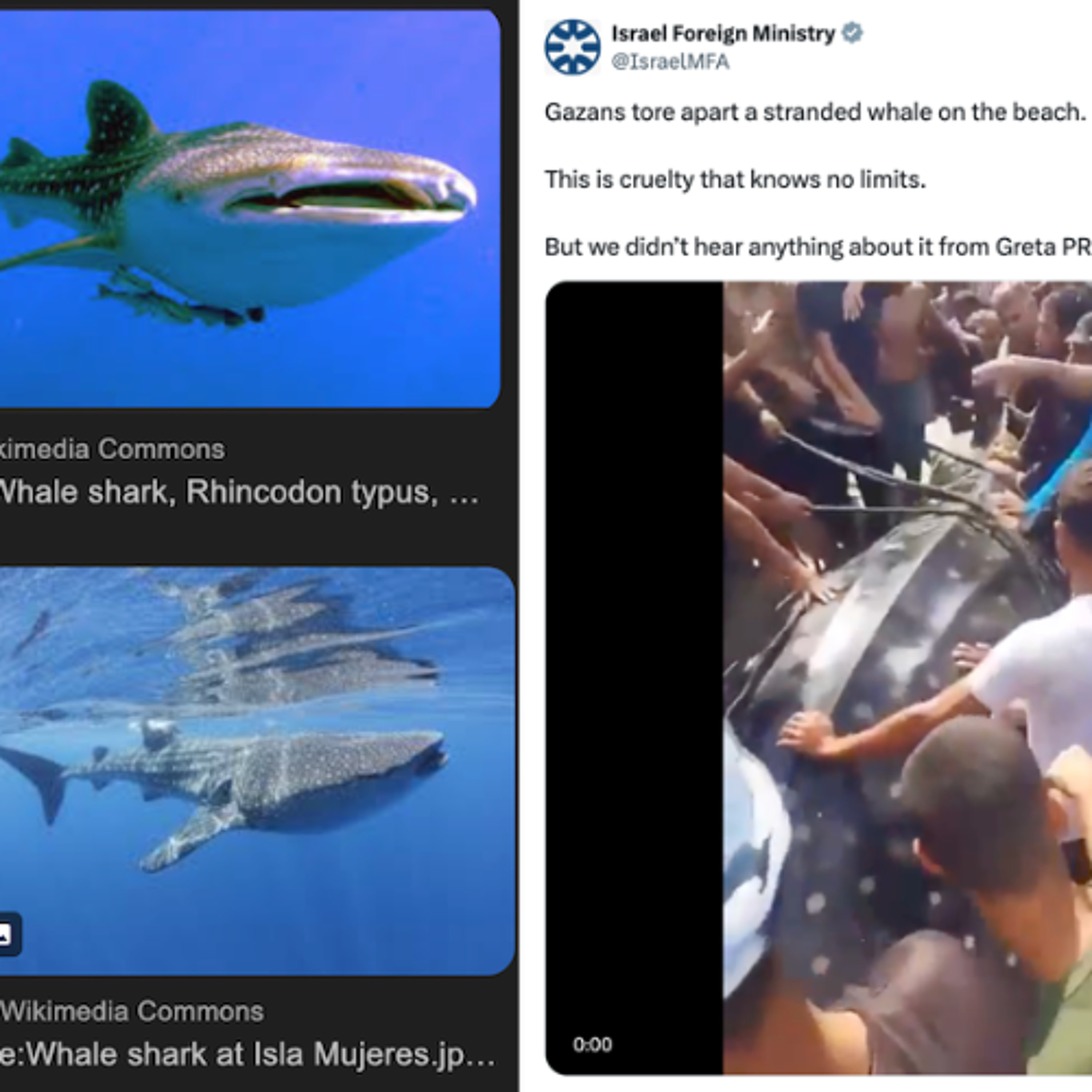 Israel Foreign Ministry Falsely Claims Palestinians Tore Apart A Beached Whale