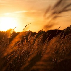 The Field Of Reeds