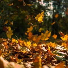 Tia - Golden leaves