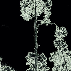 acid grove