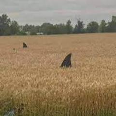 NIRVANA - old song idk what to do with